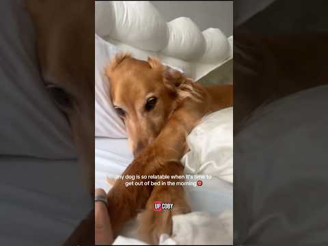 coming home to my golden retriever🥵 goldenretreiver dog ind… サムネイル