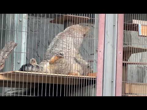 やっぱり始まちゃっちゃプロレスごっこ　マヌルネコのこども　東山動植物園にて　2025年12月15日 サムネイル