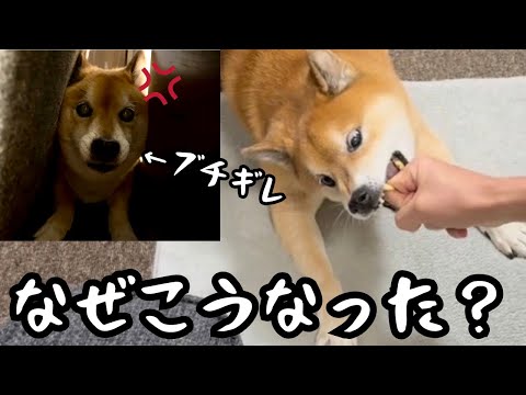 【困惑】柴犬に服を着せようと思ったら、ブチギレられました サムネイル