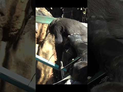 調皮的Gorilla Riki拉了Sumomo一下 gorillatag 金剛猩猩 uenozoo 上野動物園