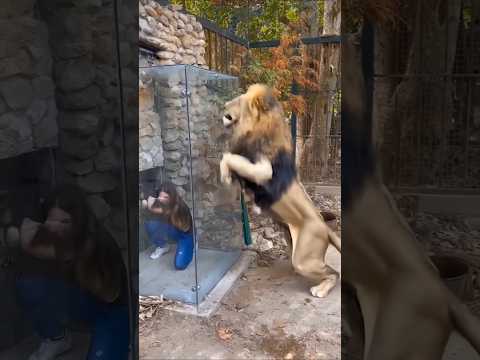 Don't make the lion angry! lion zoo サムネイル