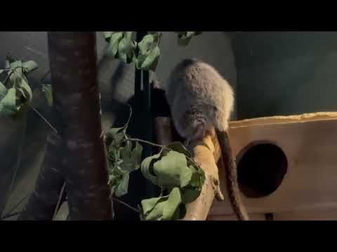 ウスイロホンオクモネズミ　埼玉県こども動物自然公園にて　2026年3月6日 サムネイル