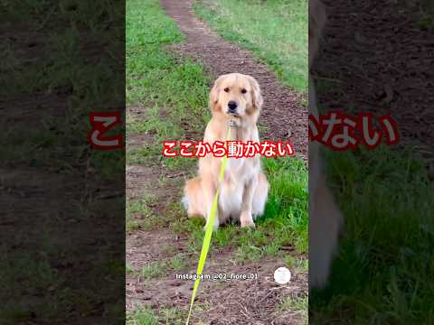 ここから動かない犬、散歩中に座り込む　　ゴールデンレトリバー 大型犬　面白い　犬のいる暮らし 散歩 サムネイル