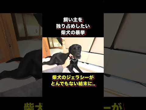 シニア柴犬のジェラシー爆発！