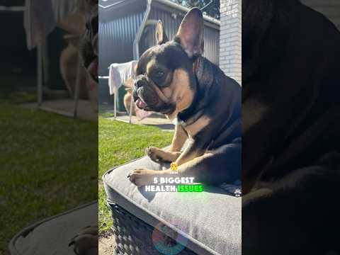 5 Biggest Health Issues Every French Bulldog Owner Must Kno… サムネイル