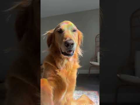 MY GOLDEN RETRIEVER HUGS ME 🔥india goldenretreiver dog pupp… サムネイル