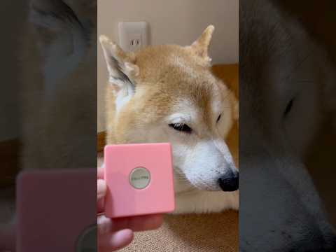 柴犬福 姉にもはや何でも可愛い押されちゃう柴犬🤣Sis and Shiba🤣姉と柴 shorts 柴犬 japanes… サムネイル