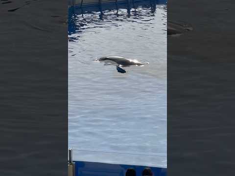 shorts 漂っているのはランちゃん　須磨シーワールド　2025年12月30日 サムネイル