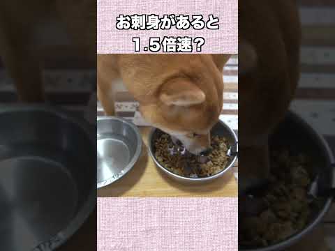 お刺身があると １ ５倍速？ サムネイル