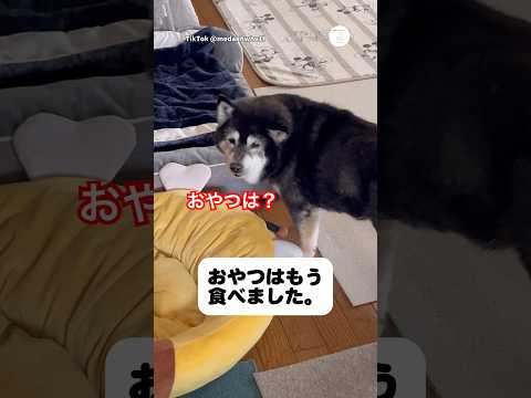 16歳柴犬。お散歩後の可愛い日常　柴犬　黒柴　老犬　犬　可愛い犬 サムネイル