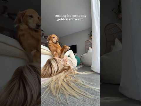 coming home to my golden retrievergoldenretreiver dog dogbr… サムネイル