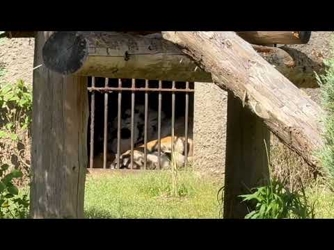 🐯アースくんの〜〜足⁈ アムールトラ　のんほいパークにて　2026年4月3日 サムネイル