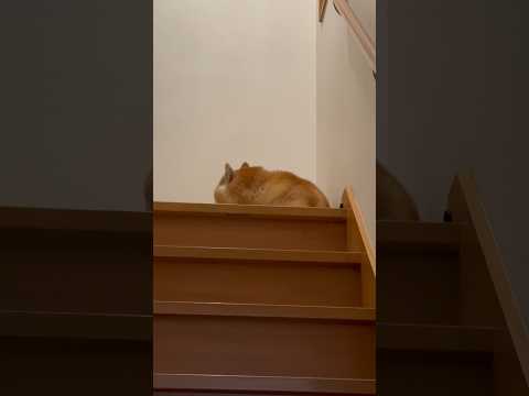 柴犬福 兄の出迎えで露骨な柴犬🤣Brother and Shiba🤣兄と柴 shorts japanesedog 柴犬… サムネイル