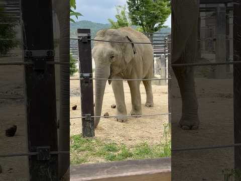 shorts アジアゾウさん🦣　京都市動物園　2026年6月14日