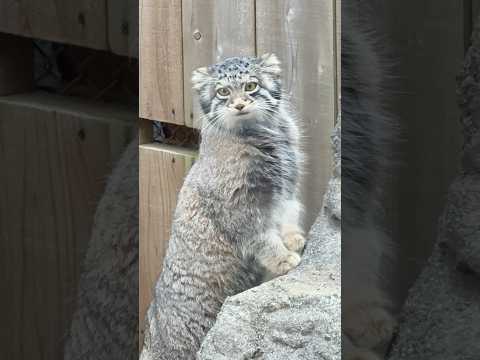 shorts 可愛い❤️オトちゃん　ロックに出ました〜　マヌルネコ　埼玉県こども動物自然公園　2026年3月6日 サムネイル