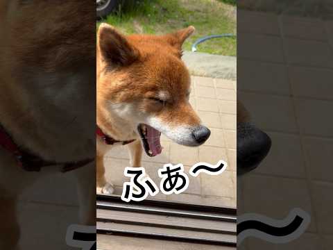 ’26.3.28 力丸が、待ちに待ったお散歩… 柴犬 shibainu 柴犬のいる暮らし 柴犬の日常 お散歩 カメラ目… サムネイル