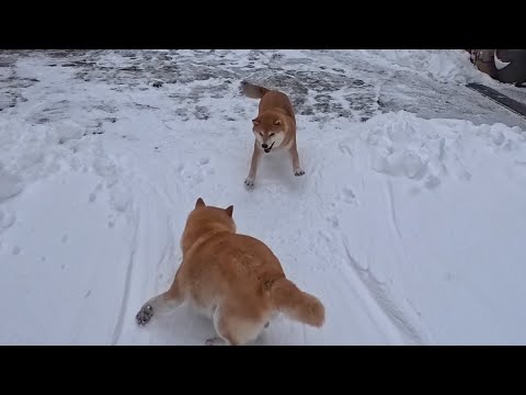 雪の上だと母の威厳を主張し始めるモモさん サムネイル