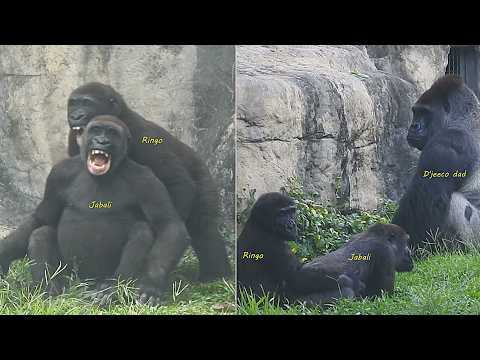 Gorilla D'jeeco family 覓食/Jabali Ringo邊吃邊玩。下班內前追逐/R築巢做窩。R幫J…