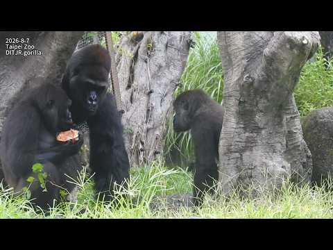 Gorilla D'jeeco family 早餐 / Jabali Ringo 邊吃邊玩/ 椰子 椰肉 2026-8…