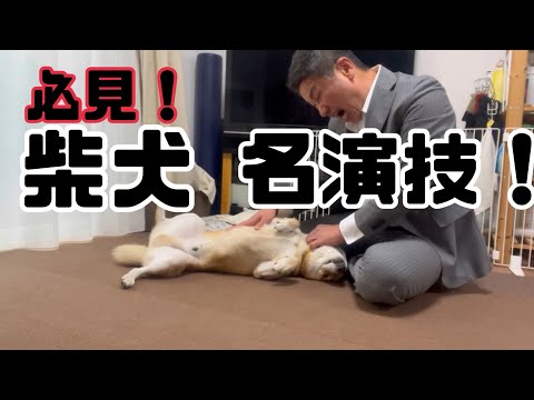 柴犬ベテラン刑事とんさんとオールドルーキー刑事スーツの物語　#柴犬　#柴犬とん サムネイル