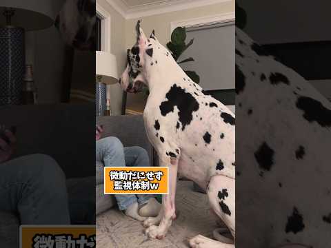 仕事で疲れた皆に贈る笑いと癒しのデカワンコ5選ww　大型犬 笑える 癒し 大型犬のいる生活 大型犬のいる暮らし 犬好き… サムネイル