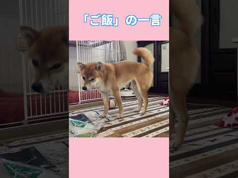 ご飯の一言