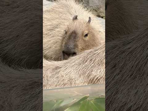 shorts カピバラの湯っこ中〜　大森山動物園にて　2026年4月29日 サムネイル