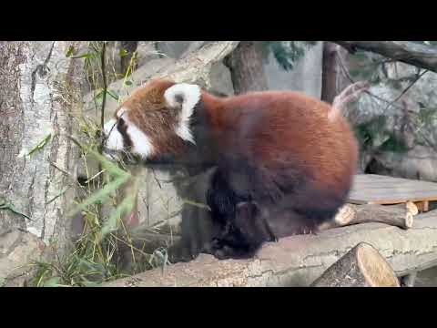 shorts モナカちゃん 育ち盛り食べ盛り🤭　レッサーパンダ　那須どうぶつ王国にて　2026年1月11日 サムネイル