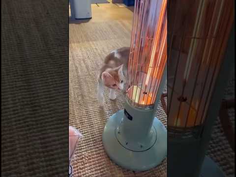 温まりに来た猫がすぐヒーターに触れてしまい安全装置が作動してしまう 子猫 猫 茶トラ shorts サムネイル