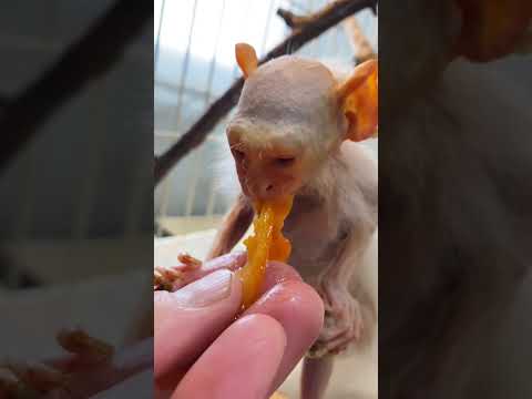 とろとろの柿に食べる勢いが止まらない親子♪shorts 動物 動物園 サムネイル