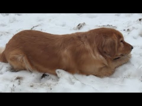 12/24夕方LIVE サムネイル