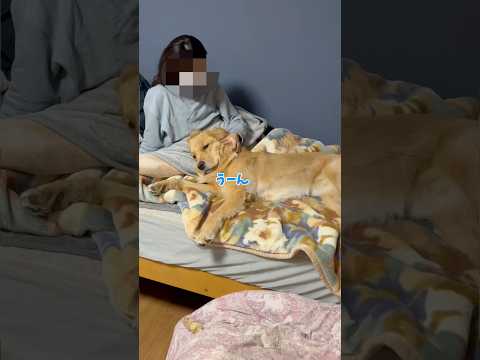 余計眠くなるモンちゃんgoldenretriever ゴールデンレトリバー