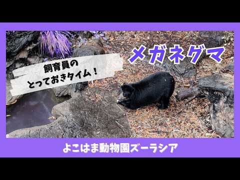 【よこはま動物園ズーラシア】メガネグマのミユキ🐻飼育員のとっておきタイム！ サムネイル