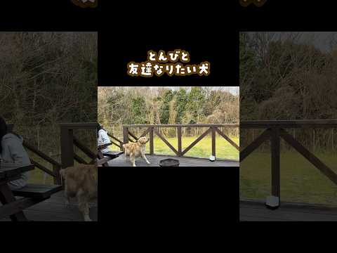 とんびと遊びたい犬 ゴールデンレトリバー 大型犬のいる生活 goldenretreiver サムネイル