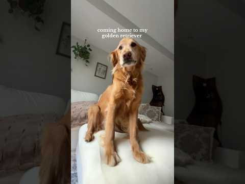 coming home to my golden retrievergoldenretreiver dog dogbr… サムネイル