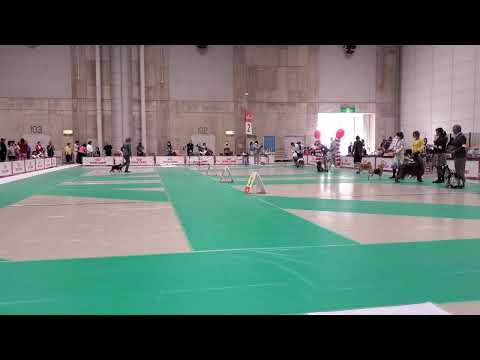 山形県クラブ連合会展 ベストベテランインショー　ゴールデンレトリバーはビス  2026/05/23