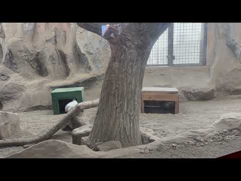 無事2羽確認！　スバールバルライチョウ　那須どうぶつ王国にて　2026年1月4日 サムネイル