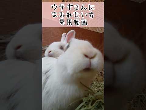 ウサギにまみれたい方専用動画 東武動物公園 動物 かわいい 癒し 可愛い zoo animals ウサギ サムネイル
