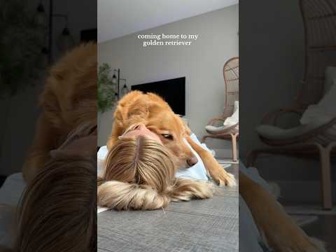 dog-tor coby to rescue🛟goldenpup puppy goldenpupppy dogbree… サムネイル