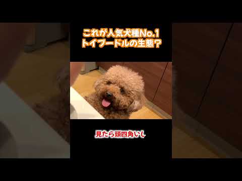 これが人気犬種No.1トイプードル？ サムネイル