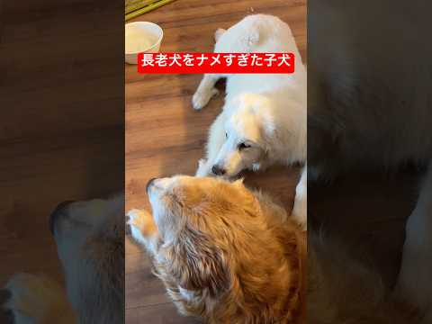 子犬が長老犬をナメすぎた結果…shorts グレートピレニーズ ゴールデンレトリバー goldenretriever… サムネイル