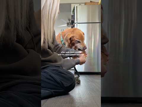 coming home to my golden retriever🥵 goldenretreiver dog ind… サムネイル