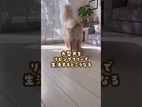 大型犬のリビングフリーのリアル ゴールデンレトリバー 大型犬のいる生活 goldenretreiver 大型犬と子供 サムネイル