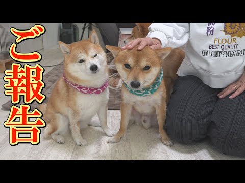 てんかんの疑いがあった柴犬について、ご報告があります。 サムネイル