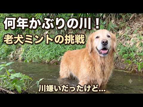 【感動】水嫌いになったミント君が、久しぶりに川へ入りました。