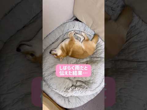 柴犬とん君は、雨さんぽが大嫌い😆　柴犬　柴犬とん