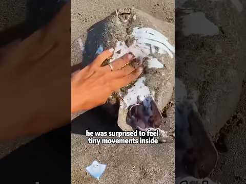 Boy Saves a Baby Stingray from Inside Its Mother 🦈 #animals… サムネイル