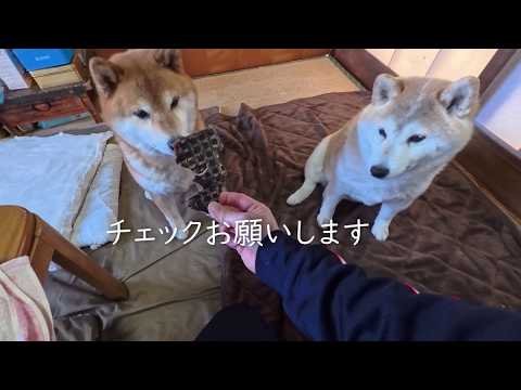 2026年3月17日(火) はじめての馬ハツで馬力をあげていく2斤🍞🍞💪 サムネイル