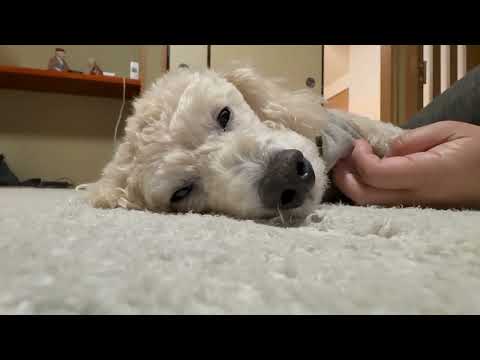 今日のタローちゃん　トイプードル　2026年2月3日 サムネイル