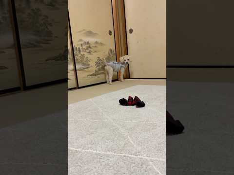 shorts タローちゃん　ただいま〜　トイプードル　2026年2月2日 サムネイル